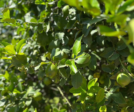 Jojoba Therapy Conditioner