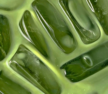 Moringa Silk Shampoo Bar